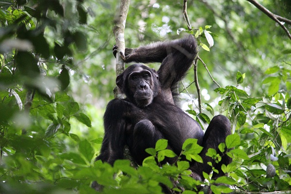 Gorilas y Chimpancés