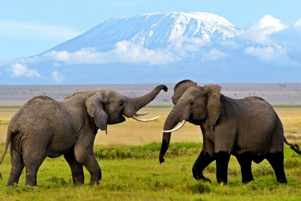 safari kenia y playa